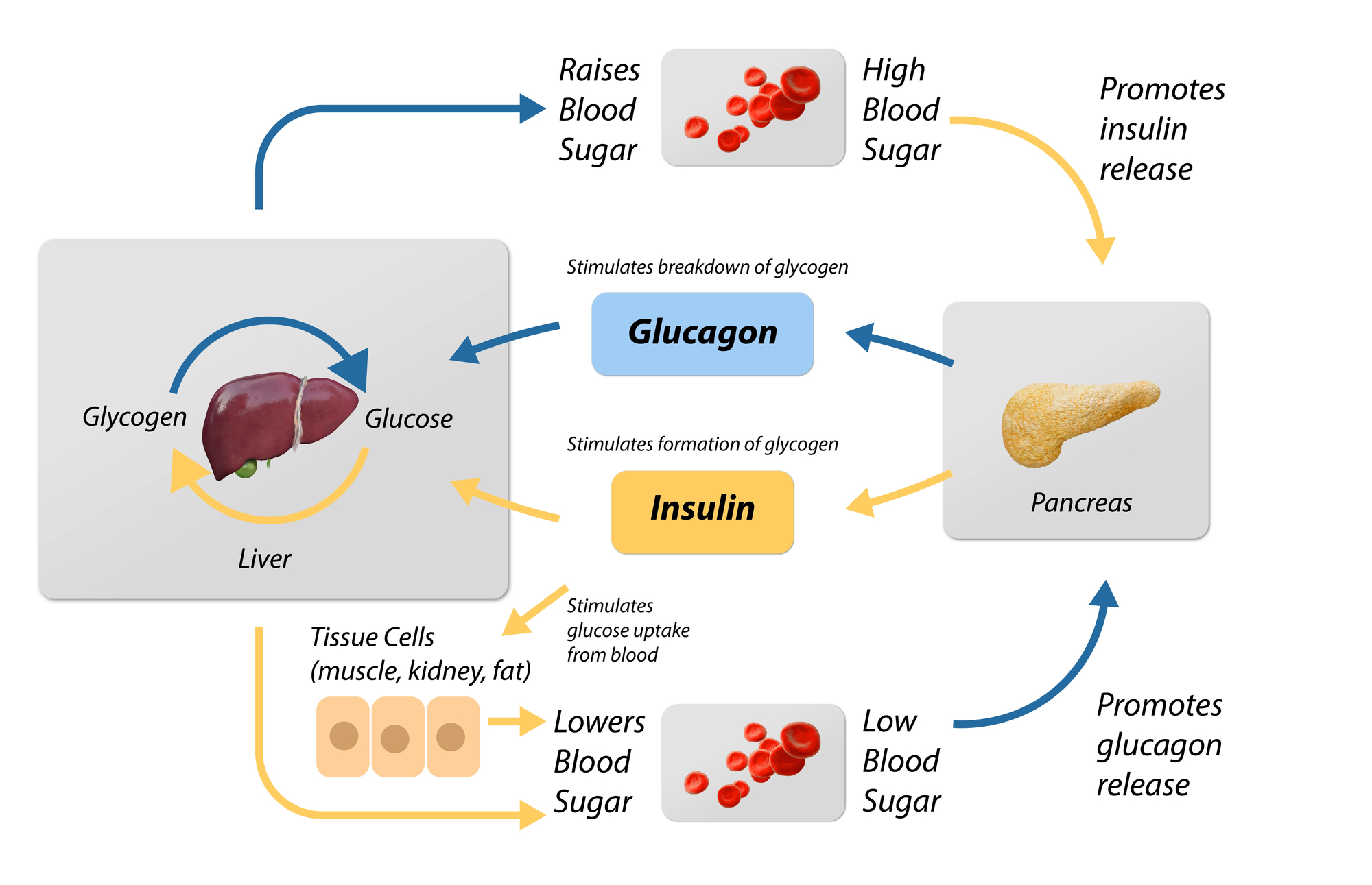 glucagon