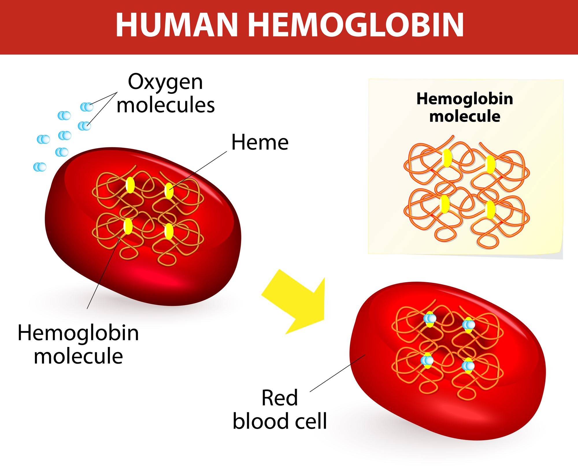hemoglobin molecules hemoglobin molecules