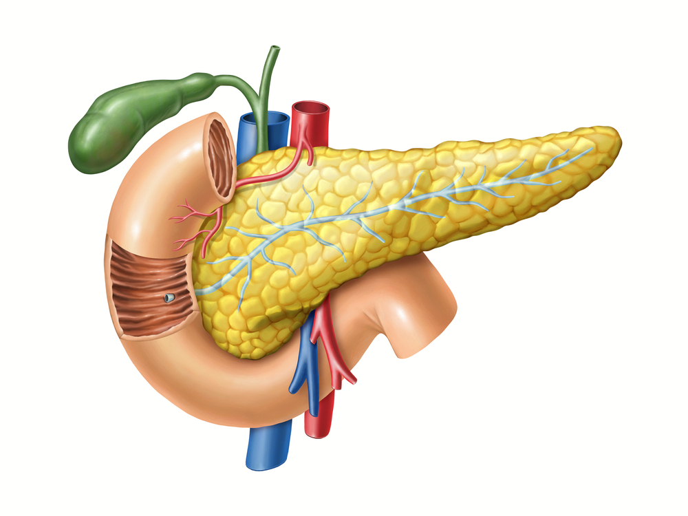 pancreas pancreas