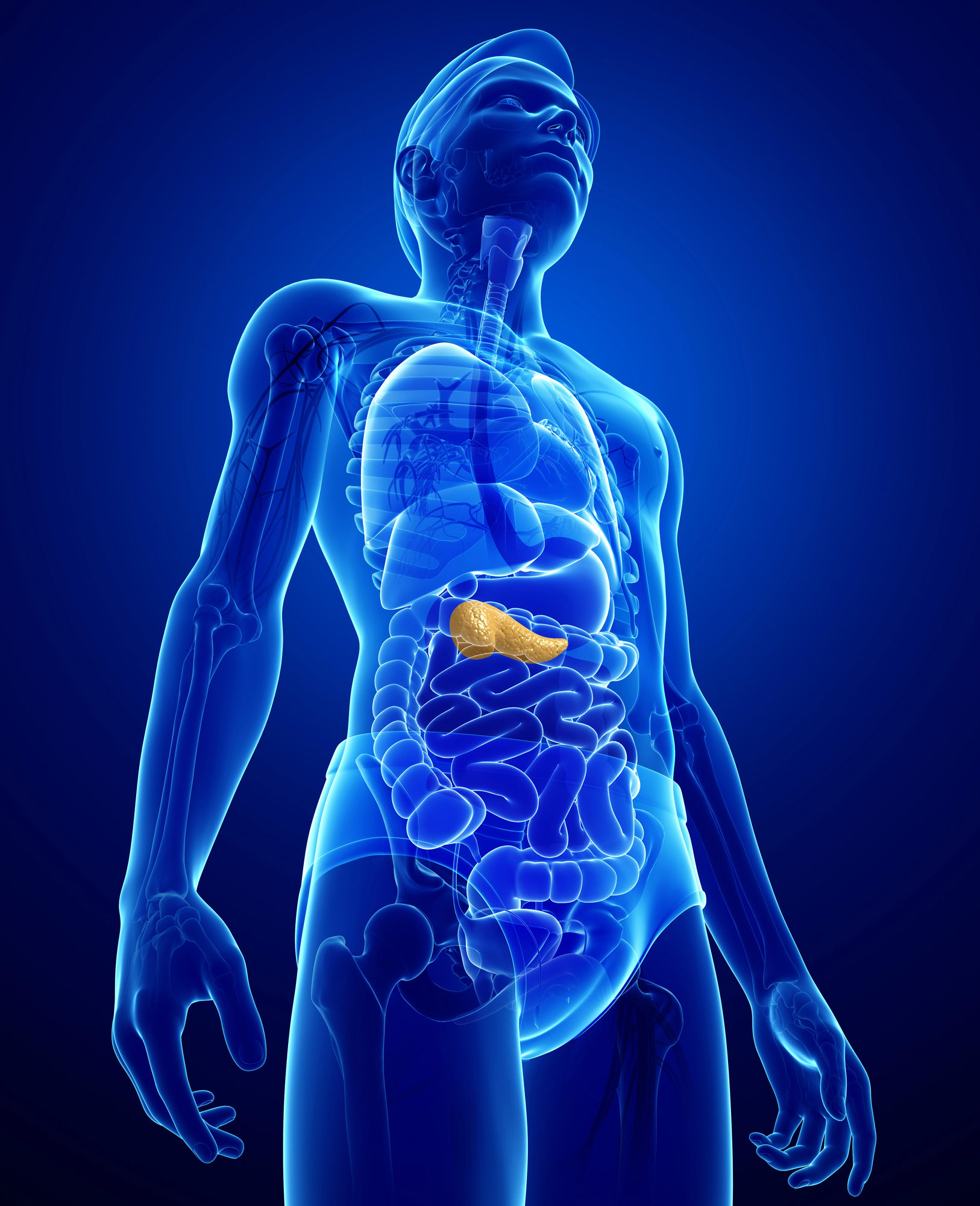pancreasbody